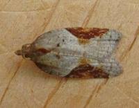 Attēlu rezultāti vaicājumam “Acleris laterana”