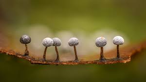 Attēlu rezultāti vaicājumam “Didymium sp.”