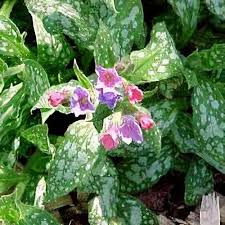 Attēlu rezultāti vaicājumam “Pulmonaria saccharata”