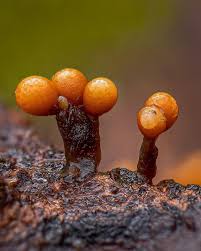 Attēlu rezultāti vaicājumam “Trichia varia”