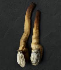 Image result for geoduck