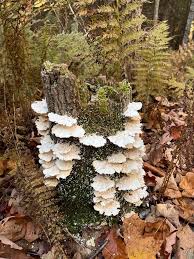 Attēlu rezultāti vaicājumam “Trametes suaveolens”