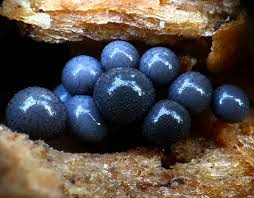 Attēlu rezultāti vaicājumam “Cribraria argillacea macro”