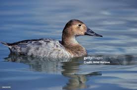 Image result for Aythya valisineria