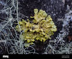 Attēlu rezultāti vaicājumam “Vulpicida pinastri”