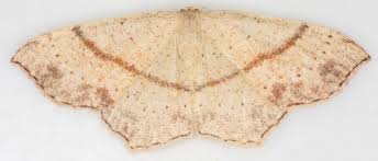 Attēlu rezultāti vaicājumam “Cyclophora punctaria”