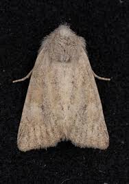 Attēlu rezultāti vaicājumam “Chortodes fluxa”