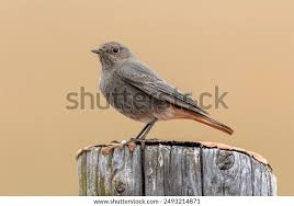 Attēlu rezultāti vaicājumam “Phoenicurus ochruros”