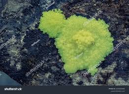 Attēlu rezultāti vaicājumam “Stemonitis flavogenita”