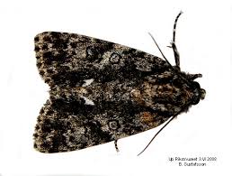 Attēlu rezultāti vaicājumam “Acronicta rumicis”