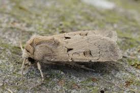 Attēlu rezultāti vaicājumam “Agrotis exclamationis”