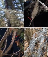 Attēlu rezultāti vaicājumam “Bryoria capillaris”