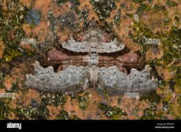 Attēlu rezultāti vaicājumam “Xanthorhoe designata”