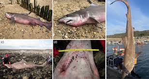 Image result for Odontaspis ferox