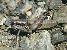 Attēlu rezultāti vaicājumam “Podisma pedestris”