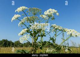 Attēlu rezultāti vaicājumam “Heracleum sosnowskyi flower”