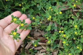 Attēlu rezultāti vaicājumam “Medicago lupulina leaf”