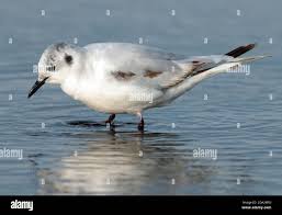 Attēlu rezultāti vaicājumam “Larus minutus”