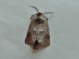 Attēlu rezultāti vaicājumam “Clostera pigra”