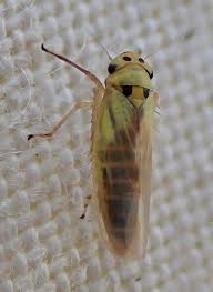 Attēlu rezultāti vaicājumam “Macrosteles sp.”