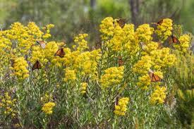 Attēlu rezultāti vaicājumam “Solidago virgaurea flower”