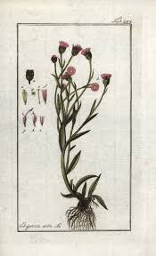 Attēlu rezultāti vaicājumam “Erigeron acris”