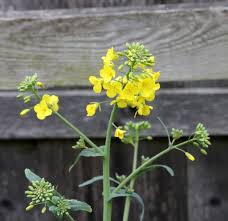 Attēlu rezultāti vaicājumam “Brassica napus flower”