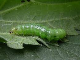 Attēlu rezultāti vaicājumam “Pleuroptya ruralis”