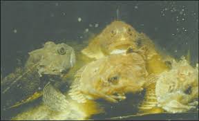 Image result for Myoxocephalus scorpius