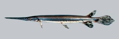 Image result for Lepisosteus osseus
