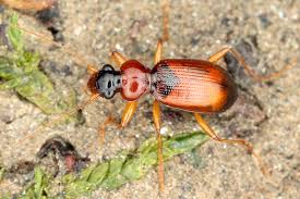 Attēlu rezultāti vaicājumam “Leistus terminatus”