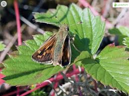 Attēlu rezultāti vaicājumam “Hesperia comma male”