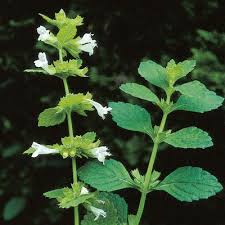 Image result for Melissa officinalis