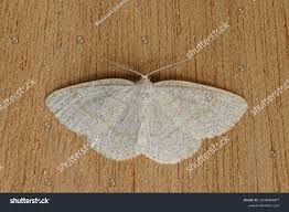 Attēlu rezultāti vaicājumam “Cabera exanthemata female”