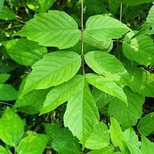 Attēlu rezultāti vaicājumam “Acer negundo leaf”