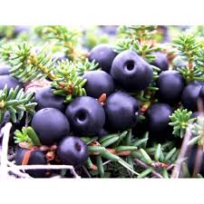 Attēlu rezultāti vaicājumam “Empetrum nigrum fruit”