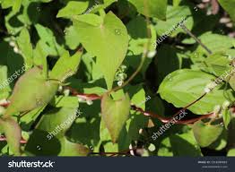 Attēlu rezultāti vaicājumam “Fallopia convolvulus fruit”