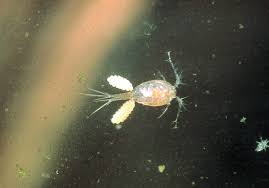 Attēlu rezultāti vaicājumam “Copepoda”