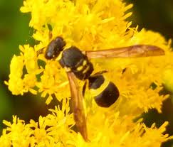 Attēlu rezultāti vaicājumam “Ancistrocerus sp. male”