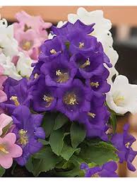 Image result for Marienglockenblumen