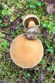 Attēlu rezultāti vaicājumam “Suillus variegatus”
