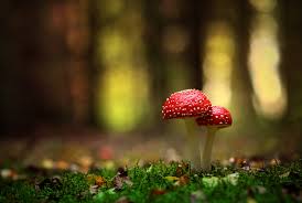 Image result for bilder