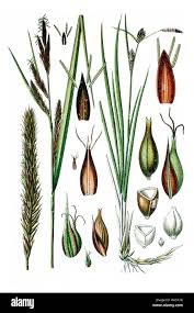 Attēlu rezultāti vaicājumam “Carex riparia”