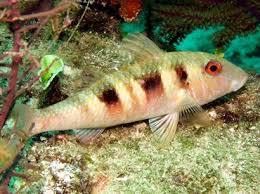 Image result for Pseudupeneus maculatus