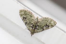 Attēlu rezultāti vaicājumam “Chloroclystis v-ata”