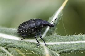 Attēlu rezultāti vaicājumam “Larinus sp.”