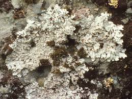 Attēlu rezultāti vaicājumam “Lobaria amplissima”