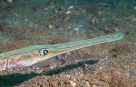 Image result for Lutjanus synagris