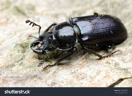 Attēlu rezultāti vaicājumam “Platycerus caraboides”