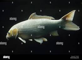 Image result for Cyprinus rubrofuscus